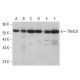 TRIAD1 Antibody (C-3) - Western Blotting - Image 377052 