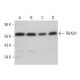 TRIAD1 Antibody (C-3) - Western Blotting - Image 381315 