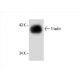 Triadin Antibody (IIG12) - Western Blotting - Image 394095