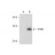 TRIM Antibody (G-10) - Western Blotting - Image 301322