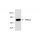 TRIM23 Antibody (C-1) - Western Blotting - Image 299196