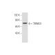 TRIM23 Antibody (C-1) - Western Blotting - Image 300150 