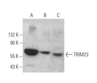 TRIM23 Antibody (C-1) - Western Blotting - Image 372910 