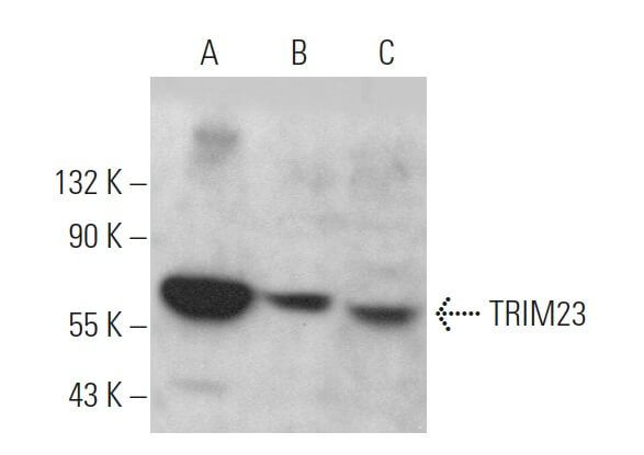 TRIM23抗体(C-1) | SCBT - Santa Cruz Biotechnology