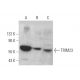 TRIM23 Antibody (C-1) - Western Blotting - Image 372910 