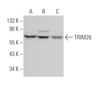 TRIM26 Antibody (A-7) - Western Blotting - Image 371211 