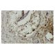 TRIM49 Antibody (3-H) - Immunohistochemistry - Image 36203