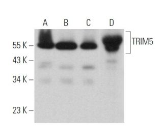 TRIM5 Antibody (D-6) - Western Blotting - Image 360658 