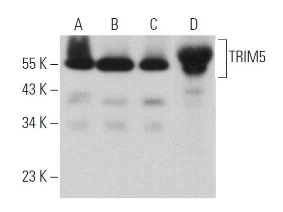 TRIM5 Antibody D 6 SCBT Santa Cruz Biotechnology