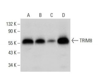 TRIM8 Antibody (B-3) - Western Blotting - Image 309722 