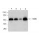 TRIM8 Antibody (B-3) - Western Blotting - Image 309722 