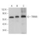 TRIM8 Antibody (B-3) - Western Blotting - Image 365956 