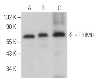 TRIM8 Antibody (B-3) - Western Blotting - Image 365956 