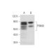 TRIM9 Antibody (D-11) - Western Blotting - Image 333749 