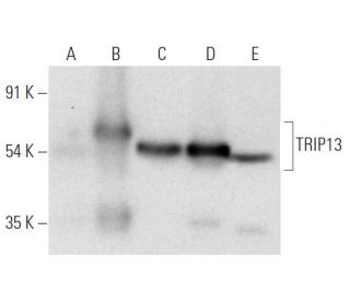 TRIP13 Antibody (C-4) - Western Blotting - Image 319531 