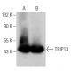 TRIP13 Antibody (C-4) - Western Blotting - Image 366225