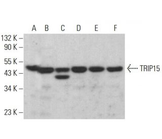 TRIP15 Antibody (42) - Western Blotting - Image 383066 