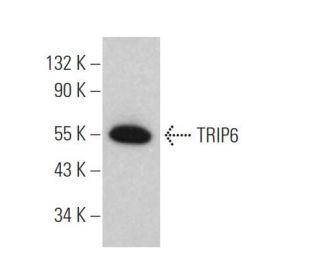 TRIP6 Antibody (C-5) - Western Blotting - Image 374705 