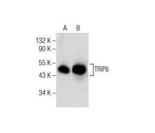 TRIP6 Antibody (G-11) - Western Blotting - Image 155087 