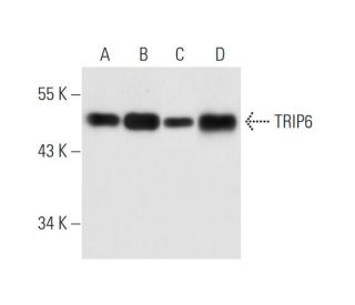 TRIP6 Antibody (F-8) - Western Blotting - Image 80631