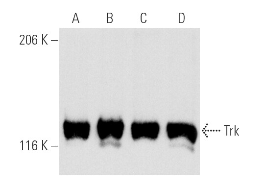 Trk Antibody (B-3) | SCBT - Santa Cruz Biotechnology