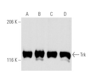 western blotting image from recommended Trk (B-3) monoclonal antibody replacement. Image 4352