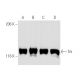 western blotting image from recommended Trk (B-3) monoclonal antibody replacement. Image 4352