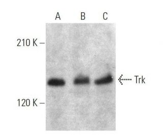 Trk Antibody (C-8) - Western Blotting - Image 359453 