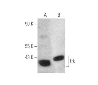 Trk Antibody (MCTrks) - Western Blotting - Image 350000 