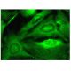 TrkB Antibody (F-1) - Immunofluorescence - Image 284678 