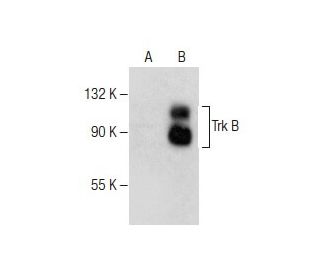 TrkB Antibody (F-1) | SCBT - Santa Cruz Biotechnology