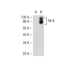 TrkB Antibody (H-8) | SCBT - Santa Cruz Biotechnology