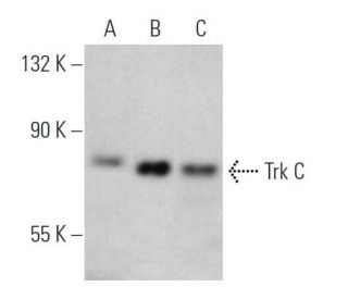Trk C Antibody (7H6) - Western Blotting - Image 370447