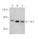 Trk C Antibody (7H6) - Western Blotting - Image 370447