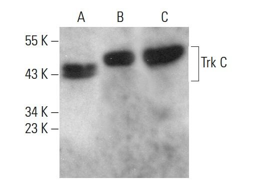 Trk C Antibody 7H6 SCBT Santa Cruz Biotechnology