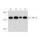 TRK-T3 Antibody (E-7) - Western Blotting - Image 333794 