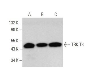 TRK-T3 Antibody (E-7) - Western Blotting - Image 371667 