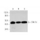 TRK-T3 Antibody (E-7) - Western Blotting - Image 371667 