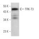 TRK-T3 Antibody (E-7) - Western Blotting - Image 371669