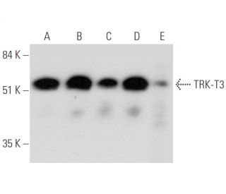 TRK-T3 Antibody (H-11) - Western Blotting - Image 333793