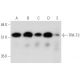 TRK-T3 Antibody (H-11) - Western Blotting - Image 333793