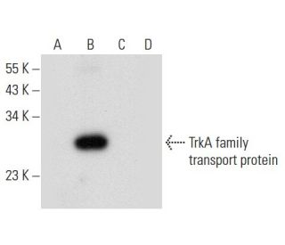 TrkA family transport protein Antibody (A-9) - Western Blotting - Image 308168