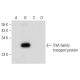 TrkA family transport protein Antibody (A-9) - Western Blotting - Image 308168