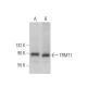TRMT1 Antibody (F-8) - Western Blotting - Image 372417