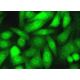 TRMT112 Antibody (F-7) - Immunofluorescence - Image 378405 