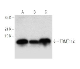 TRMT112 Antibody (F-7) - Western Blotting - Image 304980 