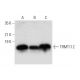 TRMT112 Antibody (F-7) - Western Blotting - Image 304980 