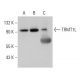 TRMT1L Antibody (H-8) - Western Blotting - Image 344580 