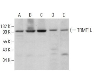 TRMT1L Antibody (H-8) - Western Blotting - Image 369862 