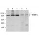 TRMT1L Antibody (H-8) - Western Blotting - Image 369862 